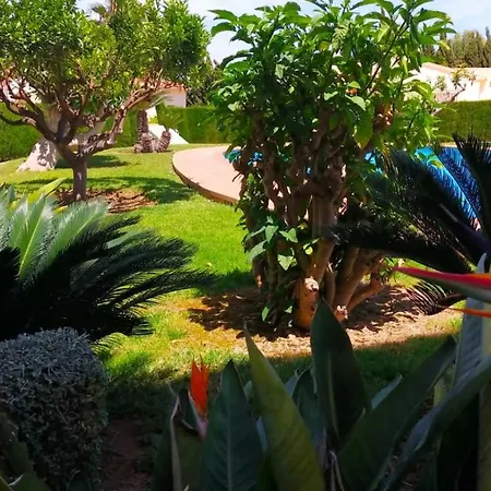 Seaview Dream Albir Альбир